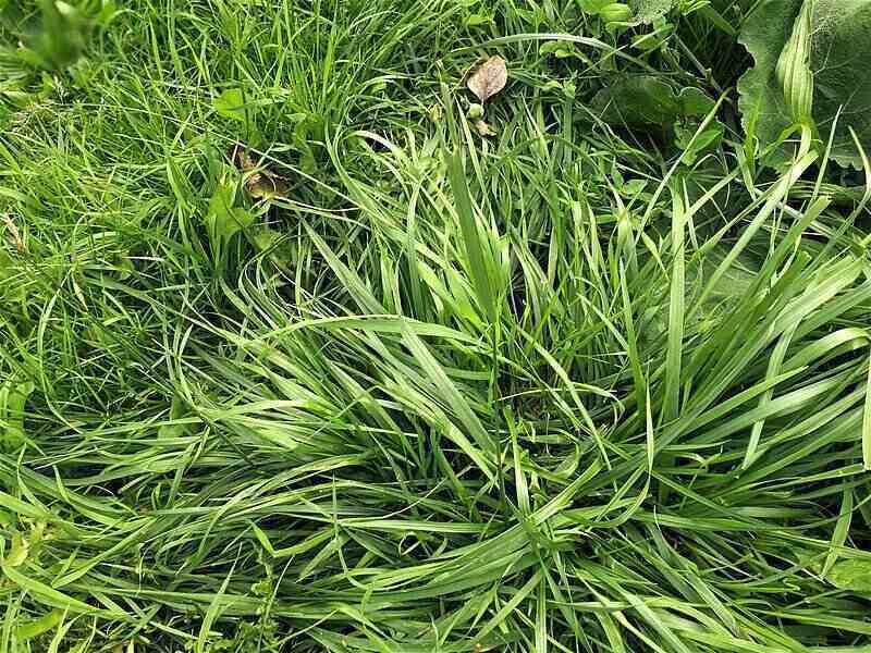 crabgrass grown shown in a lawn