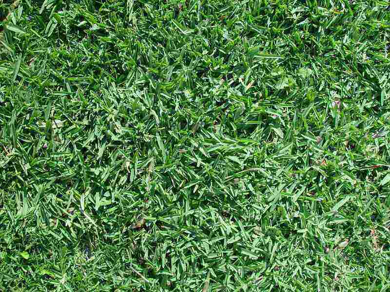 A picture showing green colored buffalo grass in a lawn