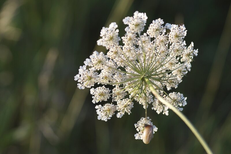 A white colored wild carrot biennial weed
