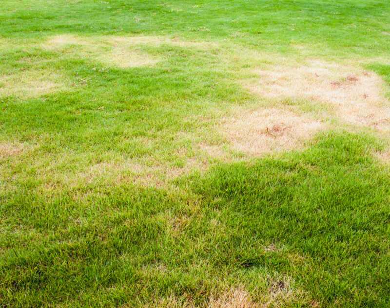 A picture showing a diseased lawn containing brown patches