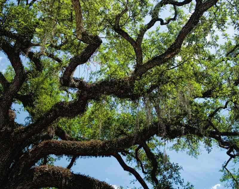 A picture showing a live oak tree, quercus geminata