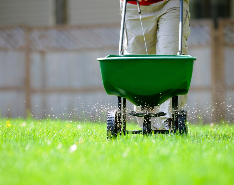 A picture showing a person fertilizing lawn