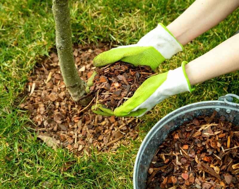 A person mulching around a tree with pine bark mulch