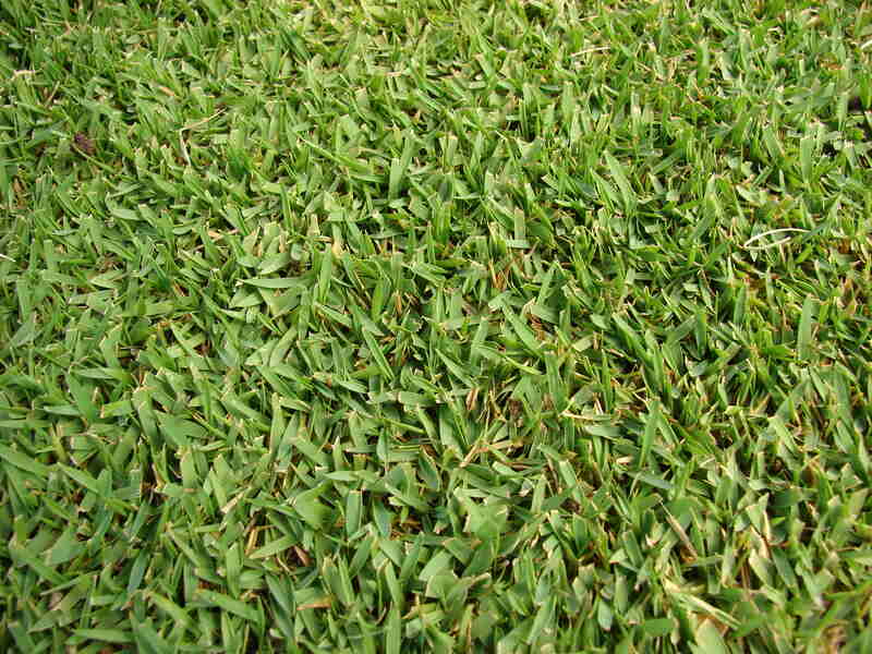 beautiful green zoysia grass in a lawn