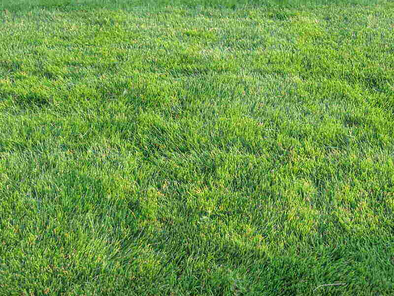 lush green zoysia grass in a lawn