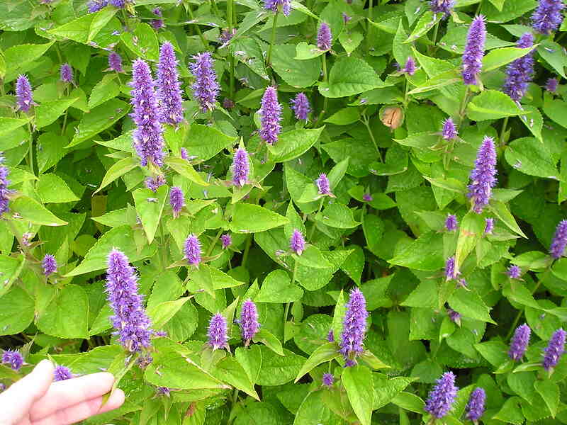 A light purple colored blue giant hyssop plant