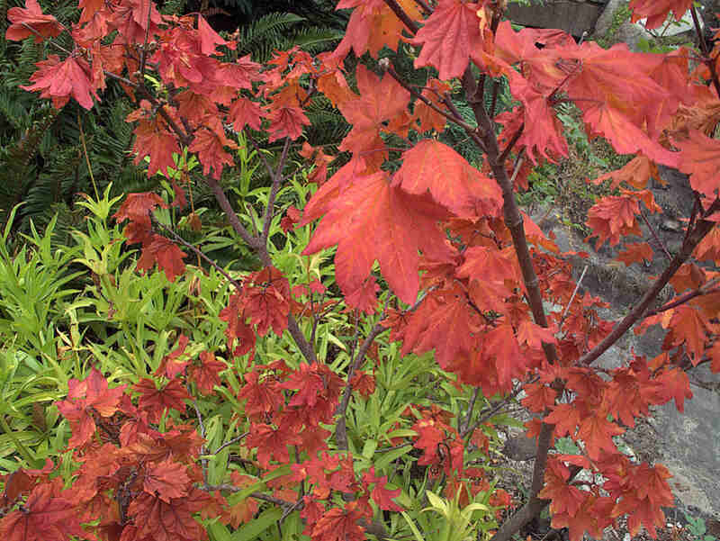 A red colored vine maple