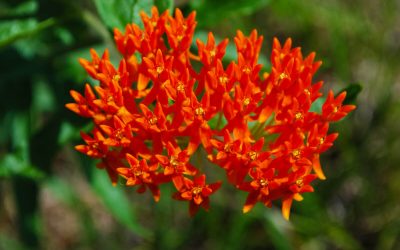 8 Low-Maintenance Landscaping Ideas for Corpus Christi, TX