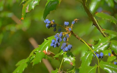 8 Native Plants for Seattle, WA