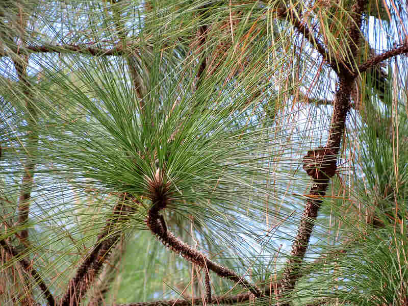 A picture showing leaves of longleaf pine