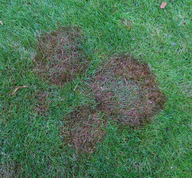 brown patches in a lawn