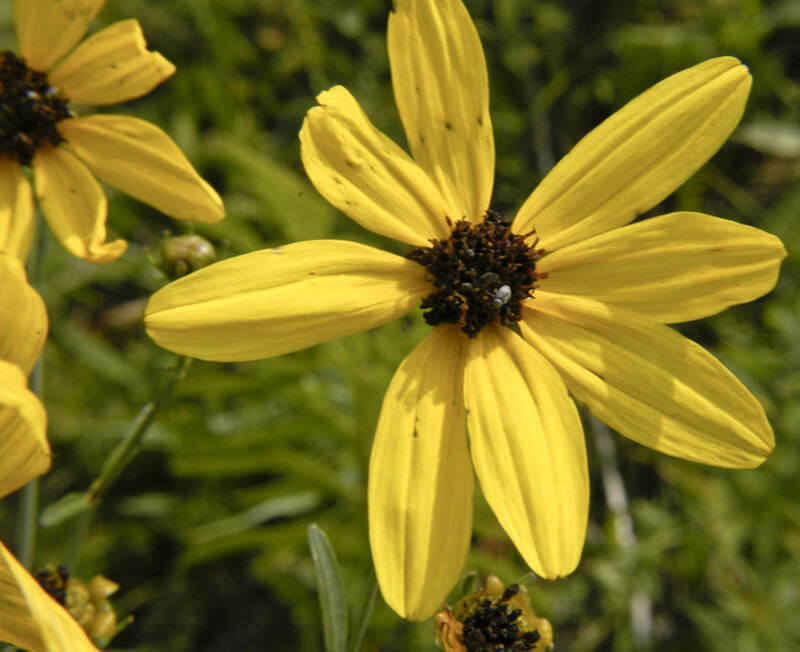 A close up of yellow colored tall tickseed