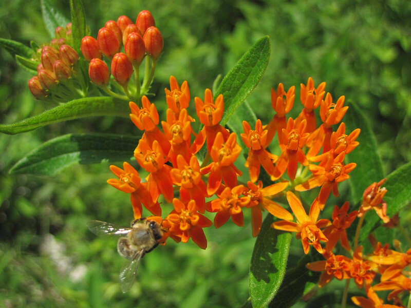 Orange colored butterfly weed with green leaves