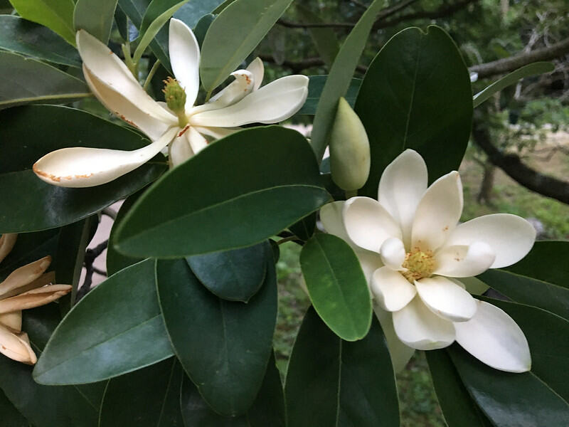 A close up of sweetbay magnolia