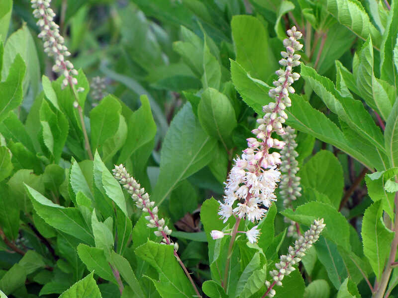 A close up of summersweet plant