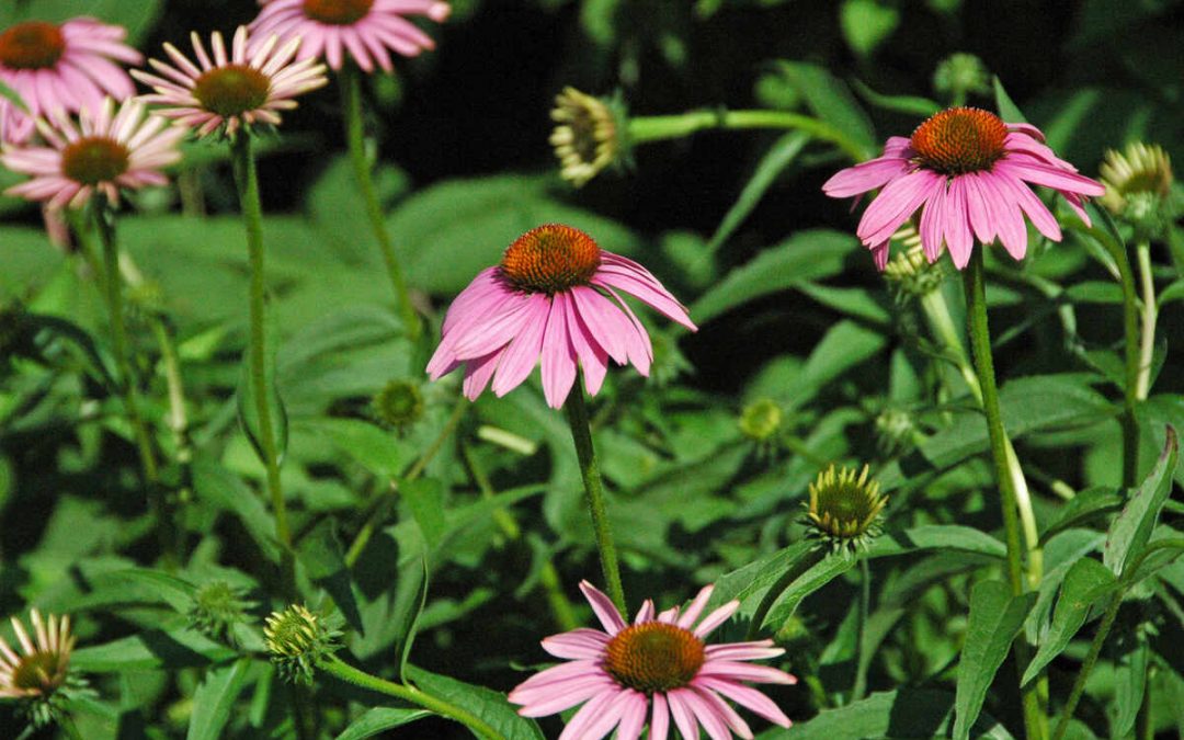 9 Best Native Plants for Milwaukee