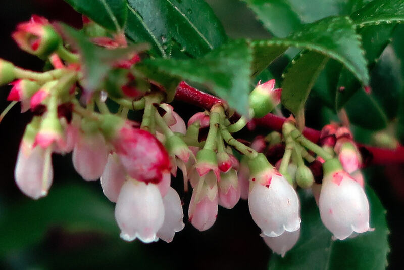 Close up of Evergreen Huckleberry