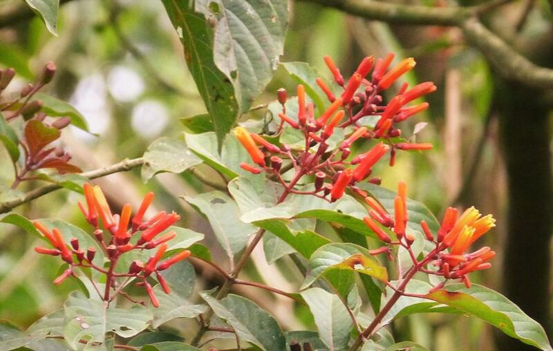 A picture showing red colored firebush plant