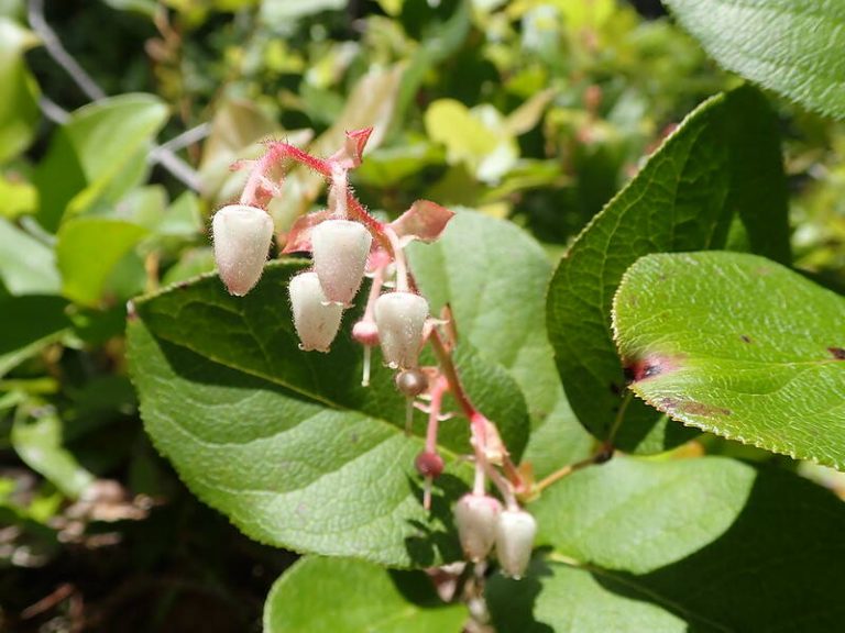 8 Native Plants for Seattle, WA Wikilawn