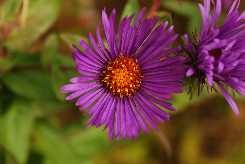 A light purple pink colored england aster