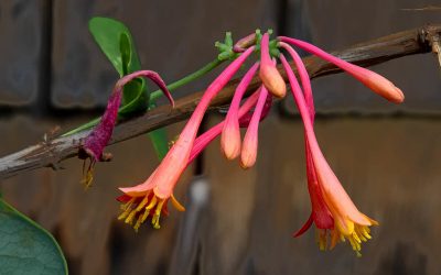 Best Native Plants for Your North Texas Yard