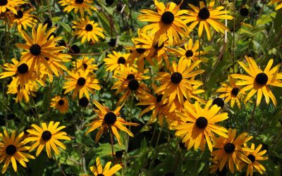 Best Native Plants for Pensacola