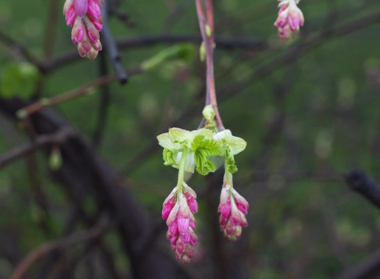 8 Native Plants for Seattle, WA Wikilawn
