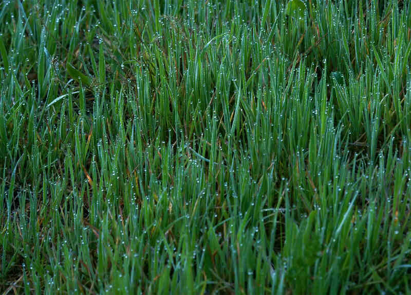 green color medium size kentucky blue grass