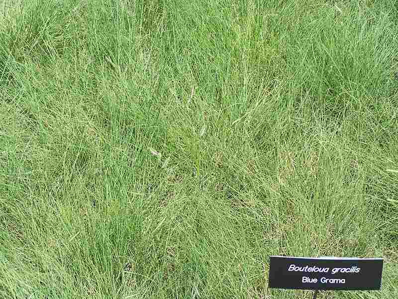 A view of blue grama grass