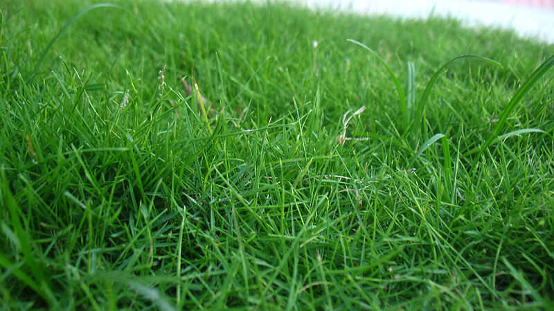 Lush green carpet grass