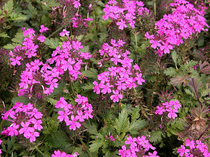 Beautiful pink colored flowers of rose vervain
