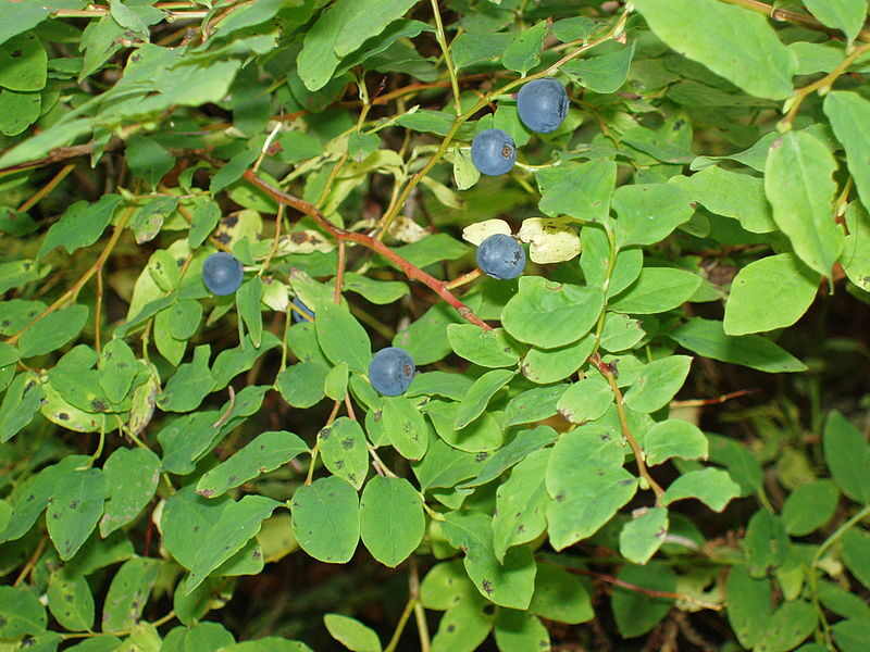 Beautiful highbush blueberry plant with green leaves