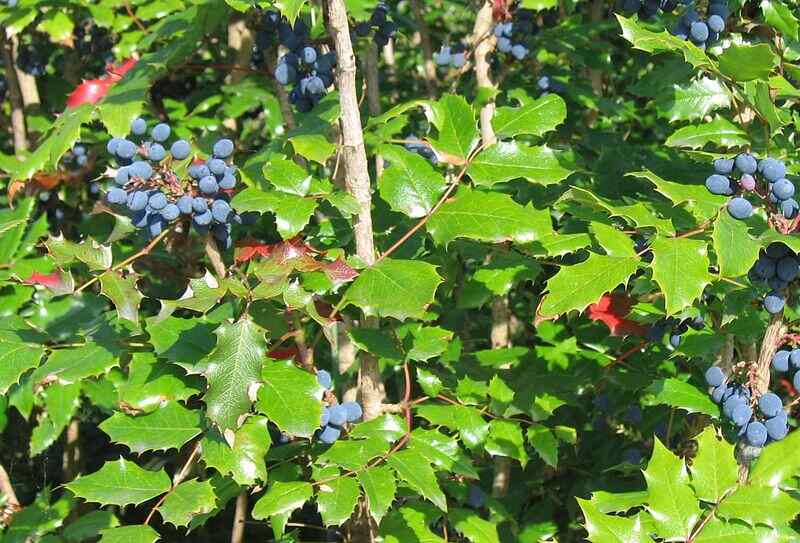 Blue colored Tall oregon grape with green leaves