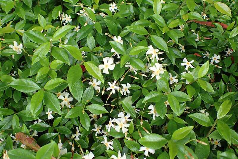 A close up of a beautiful asiatic jasmine