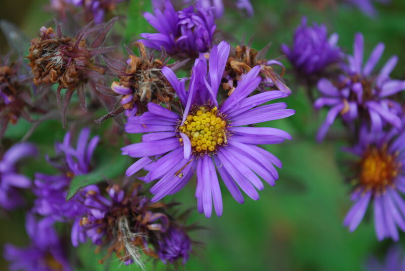 a close-up photo of New England Aster