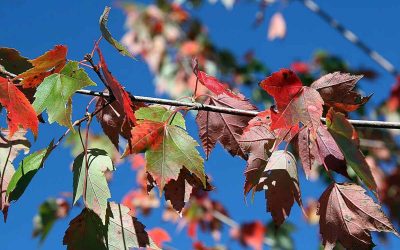 11 Native Plants That Will Make Your Durham, NC, Yard Pop
