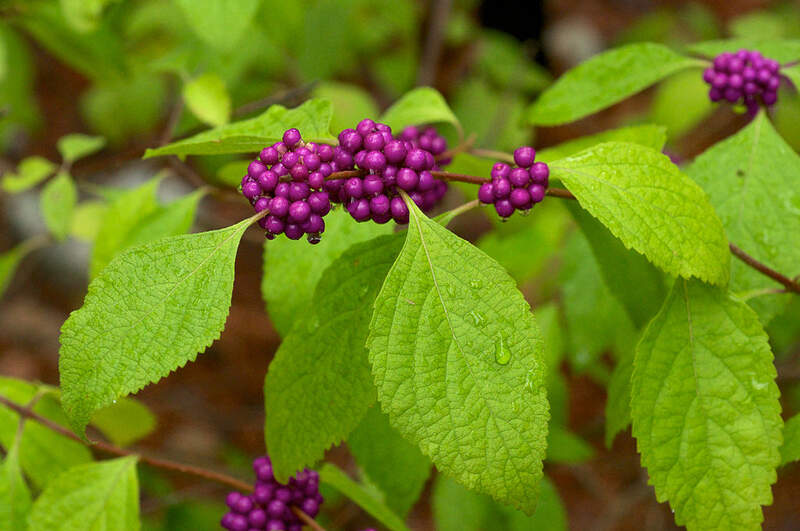 Purple color beauty berry on brance of tree with leaves