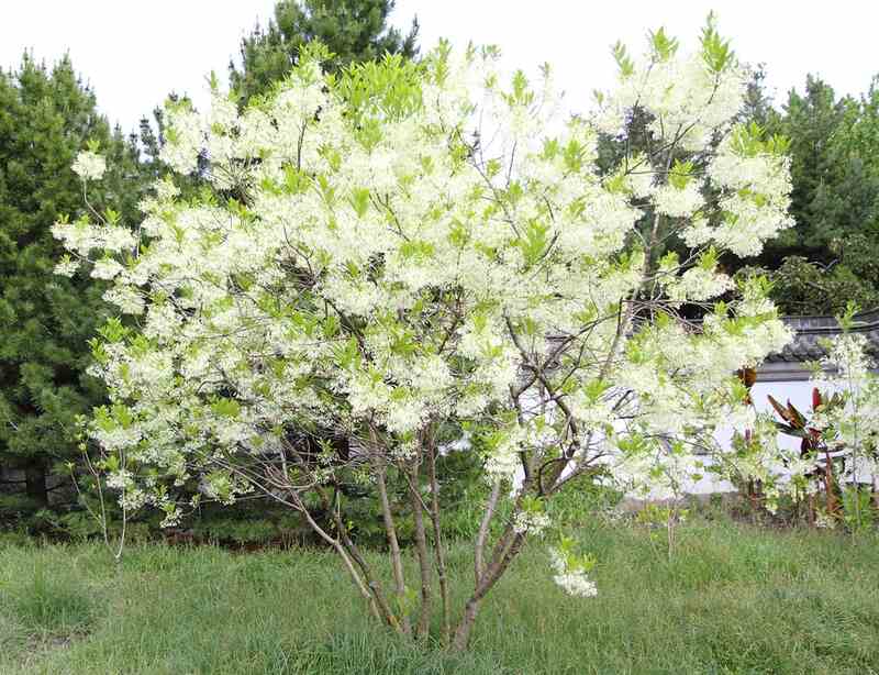 White color flower tree in a lawn