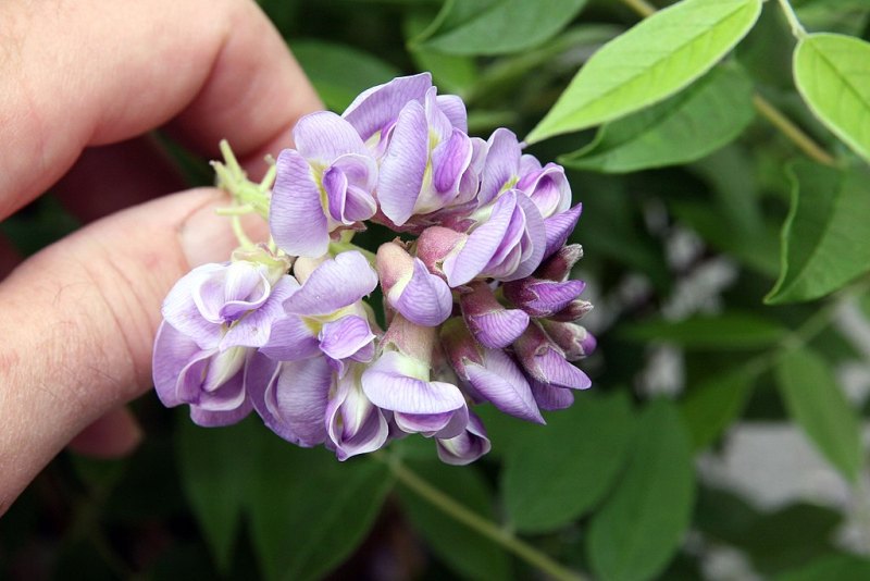 Close-up of a hand holding an American Wisteria flower