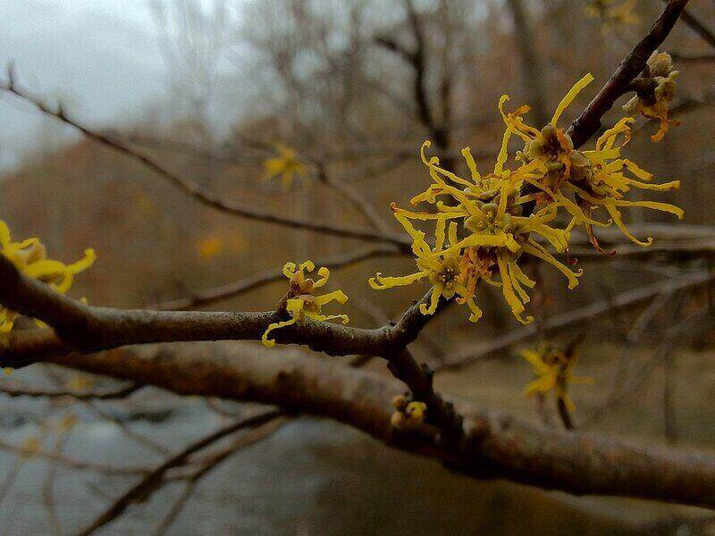 Yellow color Tnesils like on tree 