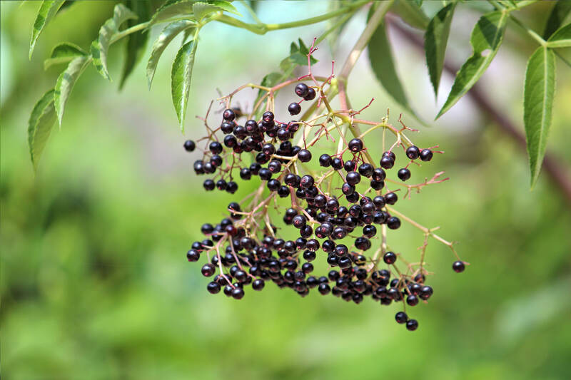 dark colored berries hanging from a branch