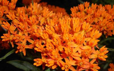 10 Native Plants For Your St. Louis Yard