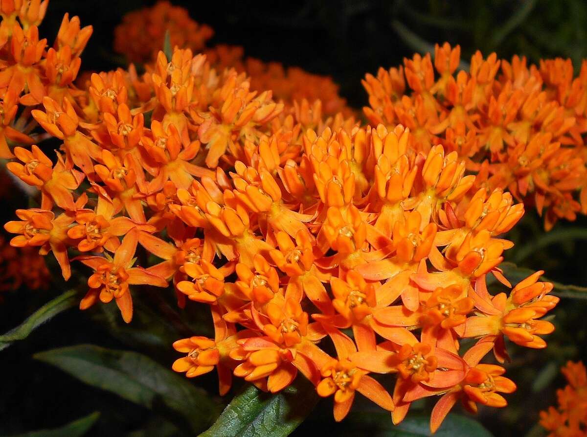 A beautiful orange colored butterfly milkweed