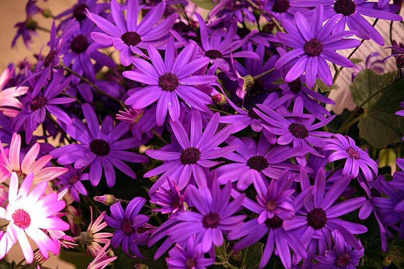 closeup image of purple aster flowers