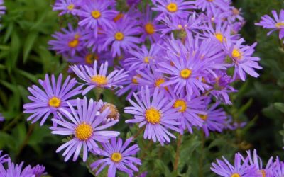 17 Best Native Plants for Murfreesboro, TN