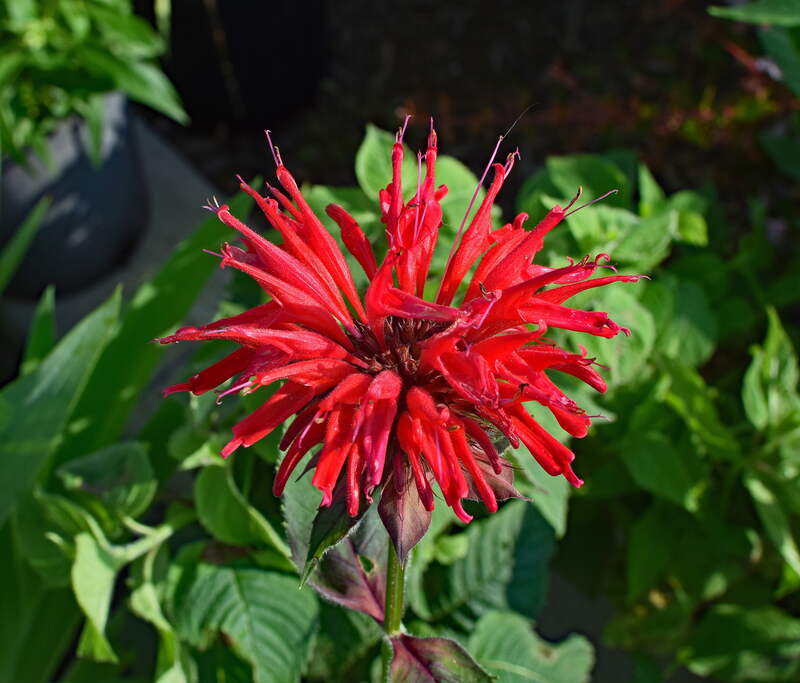 Red color bee balm flower