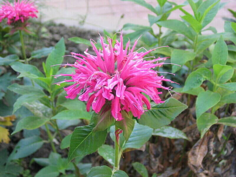Pink Color bee balm flower