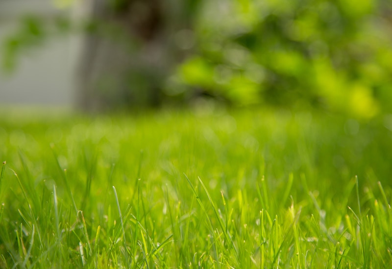 Green color bermudagrass focus closeup