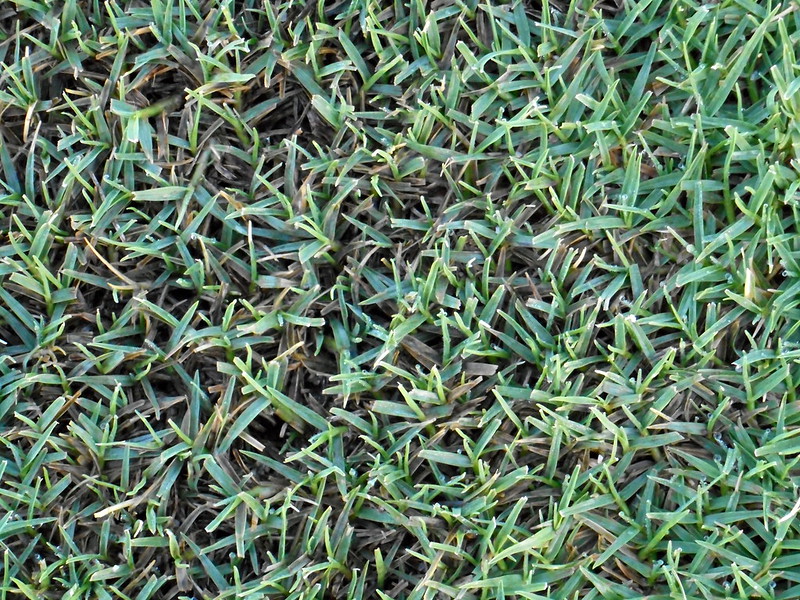 Green Color Bermudagrass