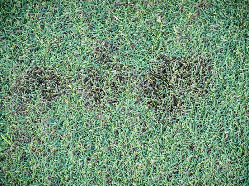 Green color bermuda grass